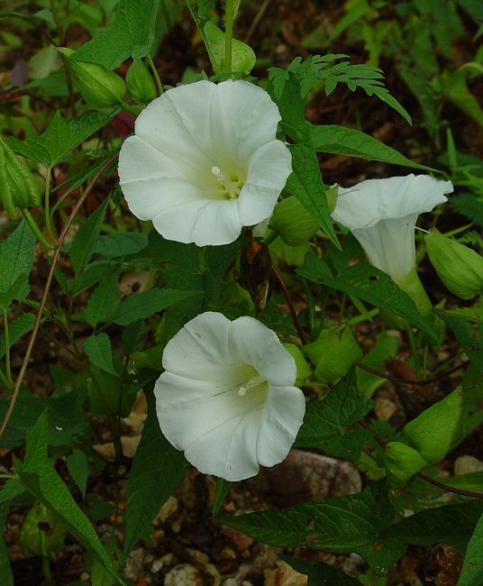معرفی و راهنمای پرورش گیاهان زینتی فضای باز - نیلوفر صحرایی بزرگ